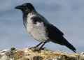 Серая ворона фото (Corvus cornix) - изображение №2076 onbird.ru.<br>Источник: www.mullbirds.com